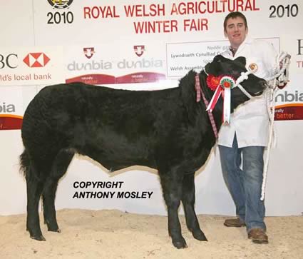 Supreme Champion Baby Beef - G & E Jones - 'Misty Manners' (6 months old) with Elfyn Jones.