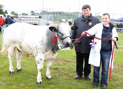 British Blue Junior Bull Champion and Heifer qualifer went to Naomi Gregg as Alan Cleland Judge looks on