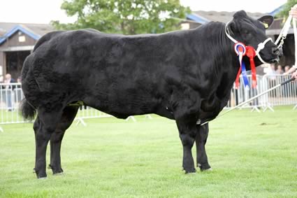 Graymar Electra, the Supreme Champion, who went on to be Reserve Interbreed Champion