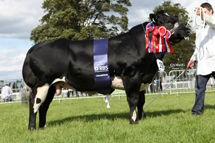 Supreme Champion - Solway View Fire Cracker