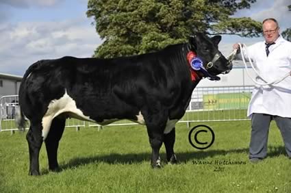 Reserve Supreme Champion - Lyonpark Evelien 