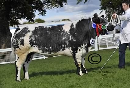 Reserve Champion Female - Solway View Elegance 