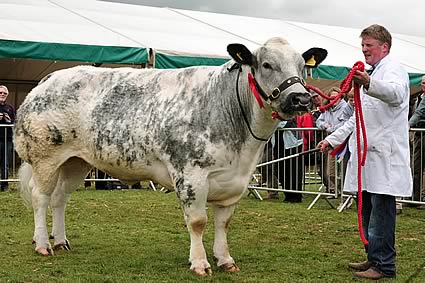 Northumberland County Show 2011