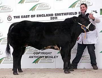 John Clayton with his Champion Purebred British Blue, the heifer ‘Foxy Lady’ (b. 6.2.10)