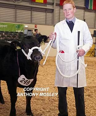 Drew Hyslop showing Michael & Melanie Alford’s 1st Prize Baby Beef Continental Heifer (sired by British Blue) ‘Pokerdoll’