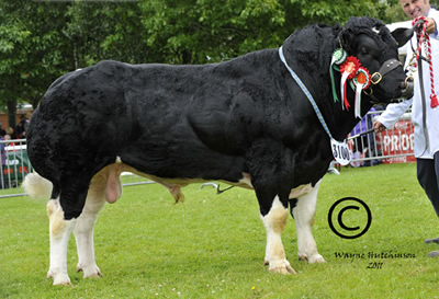 Tweeddale Ebony - Male Champion & Res Overall