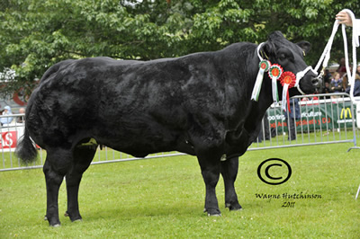 British Blue Champion - Graymar Electra