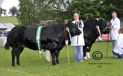 Reserve Interbreed pair