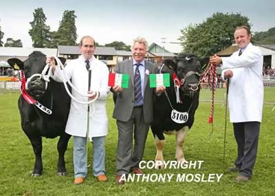 Presentation to Breed Champion and Reserve with judge