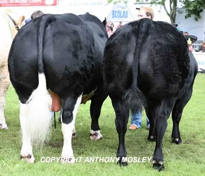 Back ends shot of the Fitzhugh Reserve Champion Pair