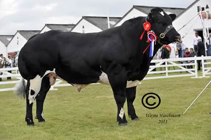 Solway View Fire Cracker - Male Champion