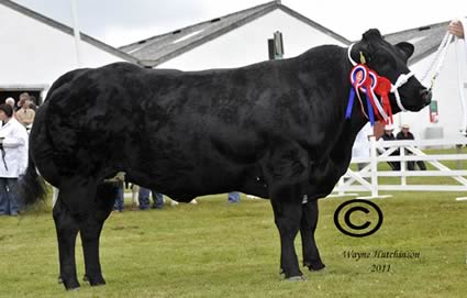 -Graymar Electra - British Blue Champion