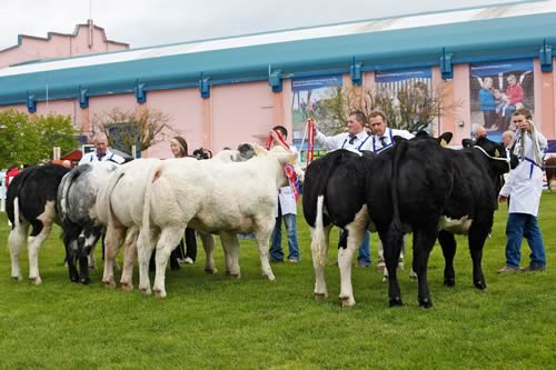 Judging at Balmoral 2012