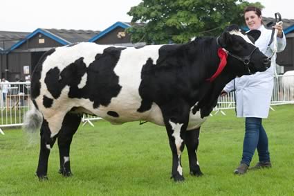 Bringlee Garmani Supreme Champion & Reserve Continental Interbreed Champion