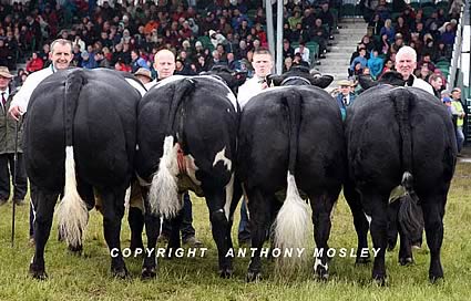 United Auctions Interbreed Reserve Champions