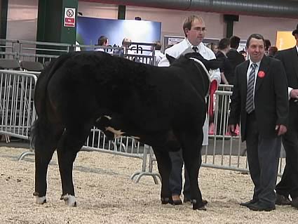 Jackpot, a homebred steer from Matthew Jones, was awarded the Reserve Commercial Championship and The Bass Worthington Perpetual Challenge Cup