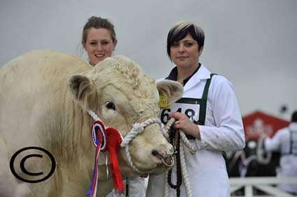 Stubbswalden Emperor - Male Champion