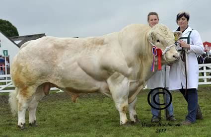 Stubbswalden Emperor - Male Champion