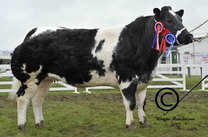 Solway View Foxy Lady - Reserve Female and Reserve Supreme