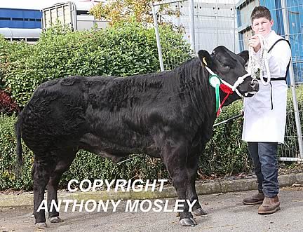 R D Atkinson’s 1st Prize “Blue” Sired Heifer “Bramble” who went on to secure the Reserve Supreme Championship