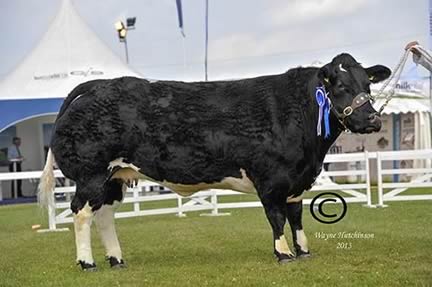 Reserve Supreme Champion – Croftends Emma