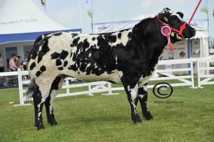 Junior Champion – Keadyview Gorgeous