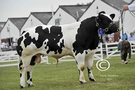 Reserve Champion Male – Solway View Horny