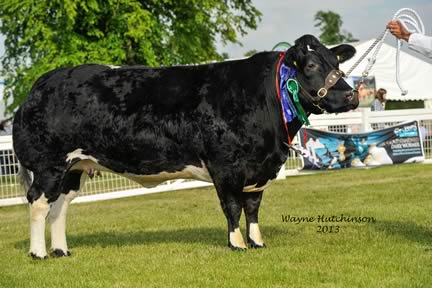 Croftends Emma - Reserve Champion