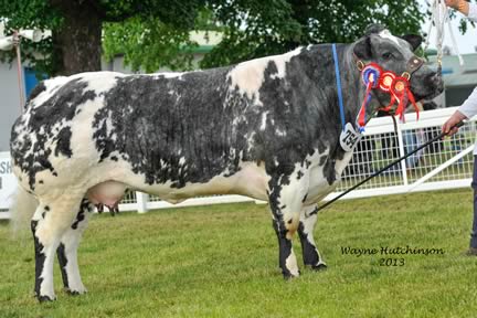 Solwayview Elegence - Supreme Champion