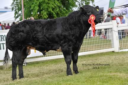 Strathbogie Haribo - Male Champion 