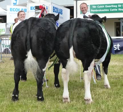 Tweeddale Hawkeye (shown by Jonathan Watson of Redhead & Watson) and Haughton Hattie (shown by Miss Harriot Wilson of B & CE Wilson)”