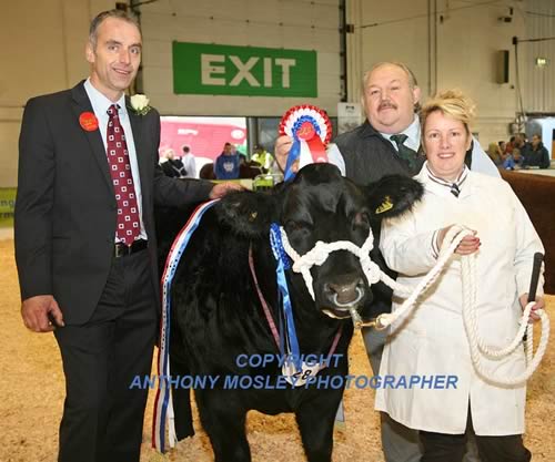 Presentation by judge Hugh Dunlop to Melanie Alford for the Alford Show Team’s Supreme Commercial Champion, the British Blue sired heifer PokerHontus (born 8.5.13).  Also pictured is sponsor Mike Cowell (centre).