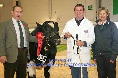 Presentation by judge Danny Wyllie to Andrew Haste for E C Haste & Son’s Reserve Interbreed Young Bull of the Year, the pedigree British Blue Cromwell Ironman (born 01.01.13, by Solway View Fire Cracker, out of Cromwell Ella).  Also pictured is sponsor Suzanne Harper of Harpers Home Mix Ltd (right).