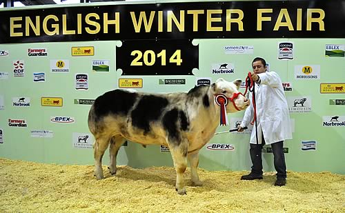 Champion British Blue Steer from I J Phillips – Impeccable