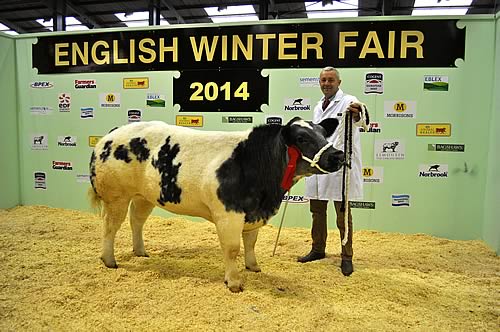 Champion British Blue Heifer from Frank Page – Elkington Hot to Trot