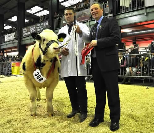 Graham Brindley presenting first prize to junior bull calf class winner K Watret's Solway View Jackpot