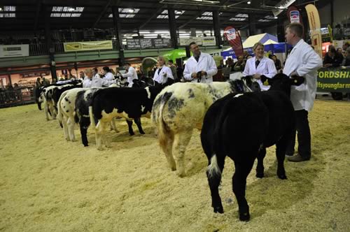 Line up of one of the National Pedigree Calf Show British Blue classes judged by Julie Rooks.