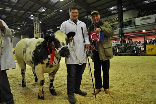 Mr John Bowyer presenting the prize for senior heifer calf champion K Watret's Solway View Irresistible