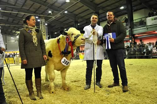 The NW British Blue Club prize for Reserve Overall British Blue Champion calf going to K Watret's Solway View Jackpot