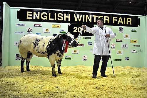 Champion British Blue from the National Pedigree Calf Show – Kevin Watret’s Solway View Irresistible (Serum D’Anloy/Solway View Black Beauty)