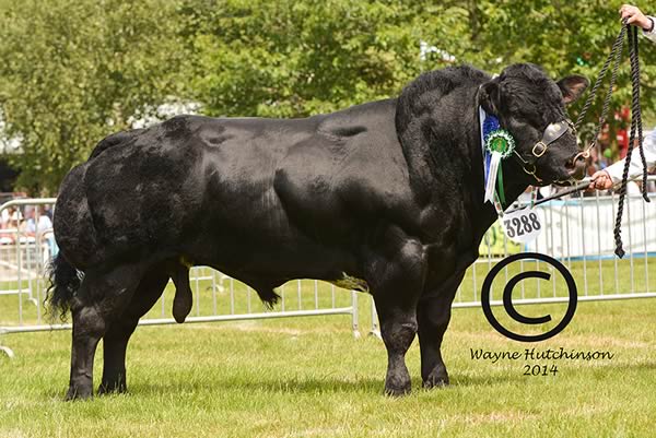 Tanat Halfpenny - Reserve Male Champion