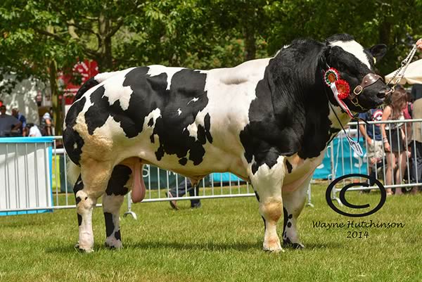 Solway View Horny - Male Champion