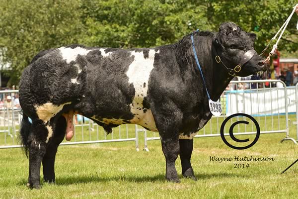 Solwayview Inferno - Male Junior Champion