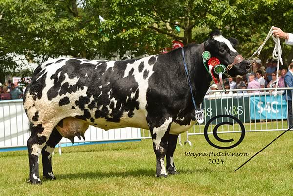 Res Female Champion - Bringlee Evadine from Kevin Watret