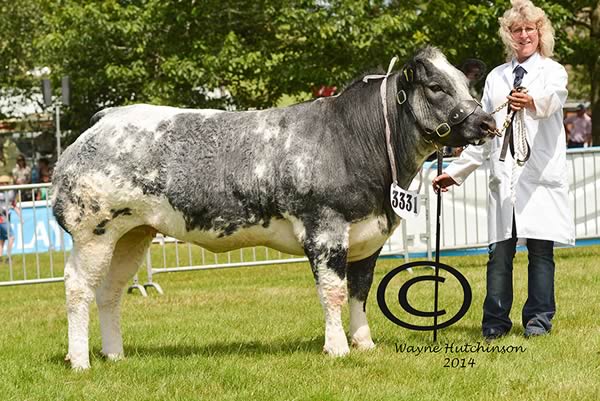 Ty Isaf Iesha - British Blue Champion