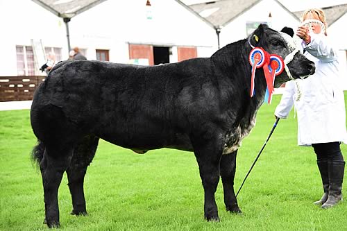 Sally Lloyd, Leominsterwith the Supreme Champion, Minion