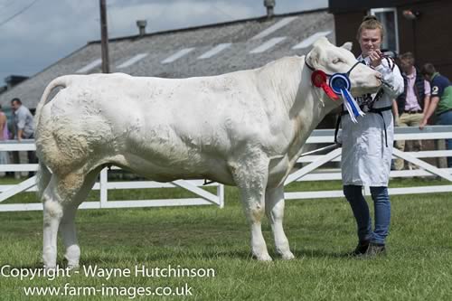 Pendle Jewel - Res Junior British Blue Champion