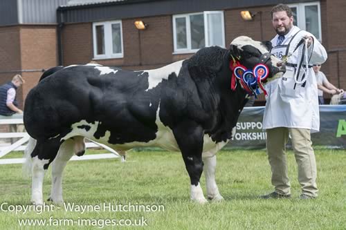 Brownridge Blues Jackpot - Male and Res Overall Champion