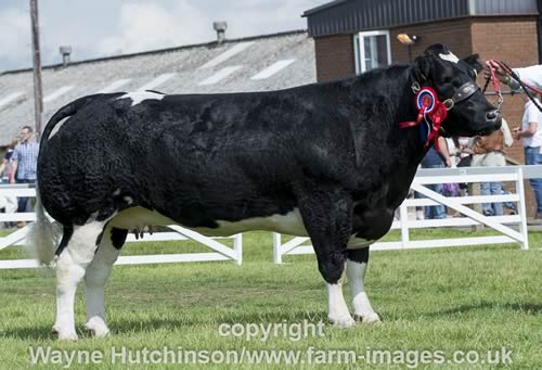 Tweeddale Hawkeye - British Blue Champion and Interbreed Champion