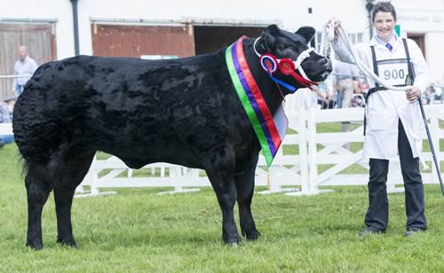 Commercial Champion  from L McKay and S Bett